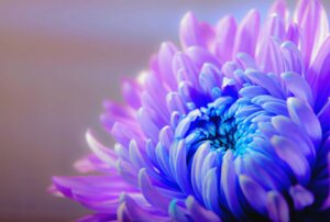 Fleur chrisanthème violette
